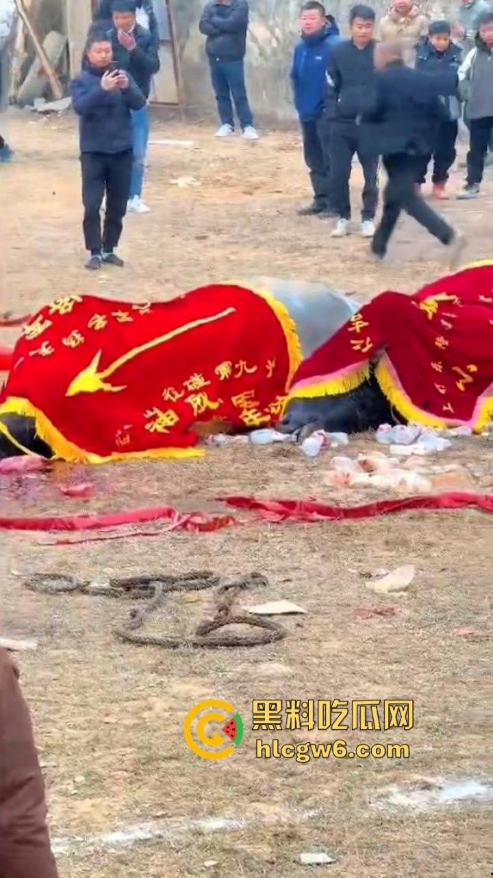 牛王陨落!贵州七十二寨斗牛王小山虎与神威大将军相撞同亡 残忍现场视频流出-2
