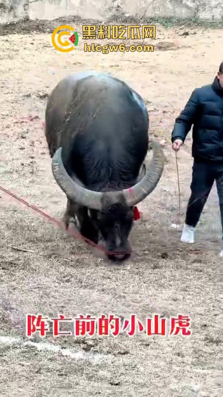 牛王陨落!贵州七十二寨斗牛王小山虎与神威大将军相撞同亡 残忍现场视频流出-5