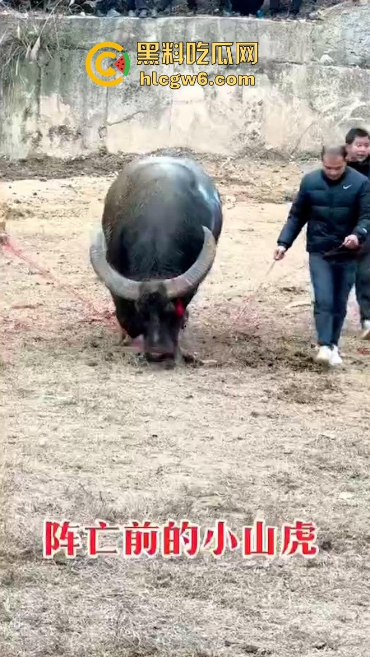 牛王陨落!贵州七十二寨斗牛王小山虎与神威大将军相撞同亡 残忍现场视频流出-7