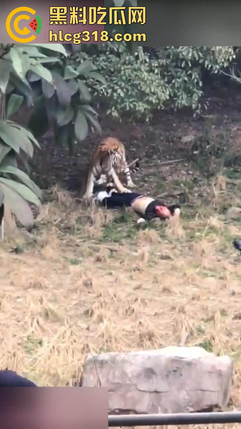 聪明人费尽心思，不如蠢人灵机一动！浙江男子翻越围墙撸老虎，被老虎当场咬死，该老虎已被射杀！-4