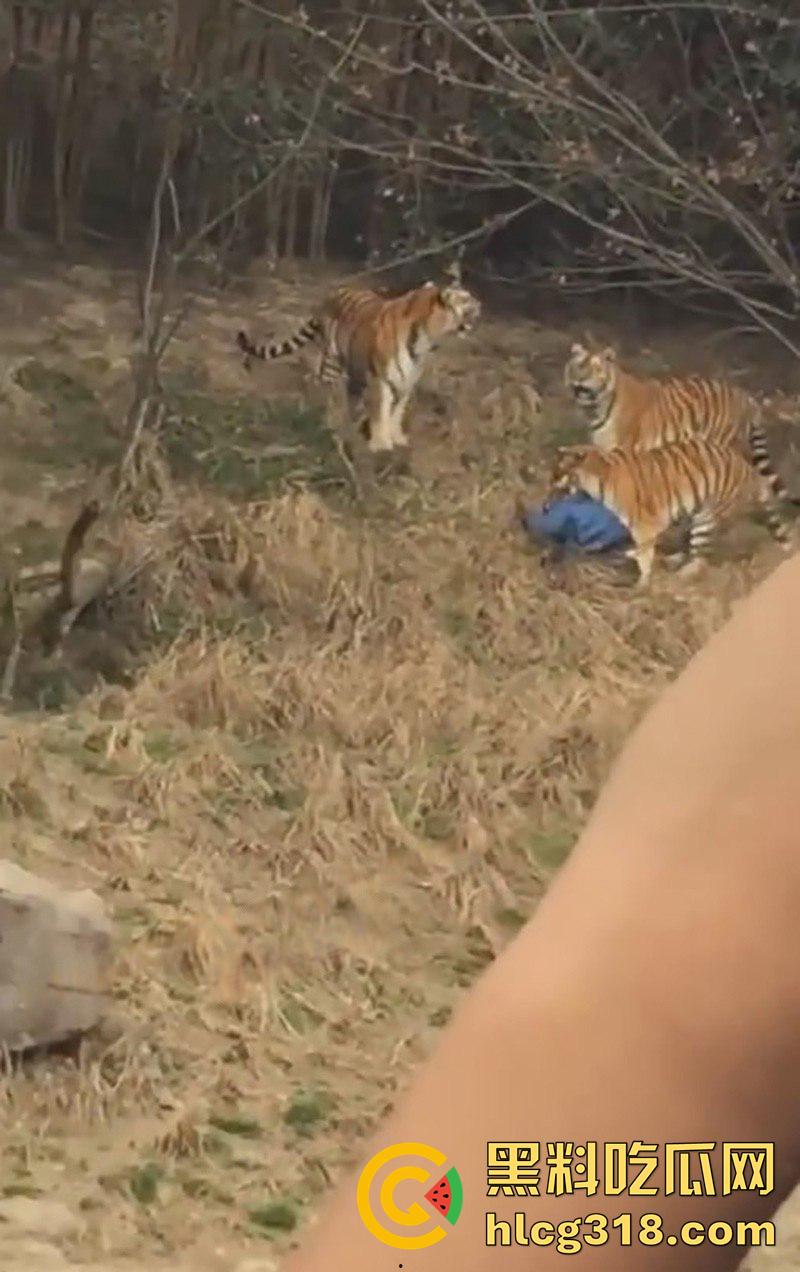 聪明人费尽心思，不如蠢人灵机一动！浙江男子翻越围墙撸老虎，被老虎当场咬死，该老虎已被射杀！-6