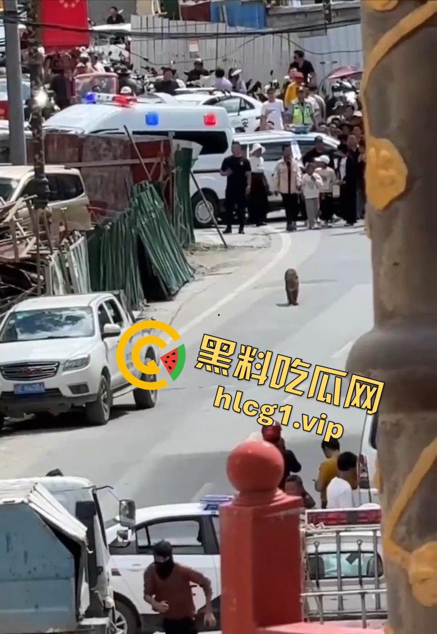 甘孜白玉县城惊现贵宾!金钱豹进城,周围居民直接呆住!-2