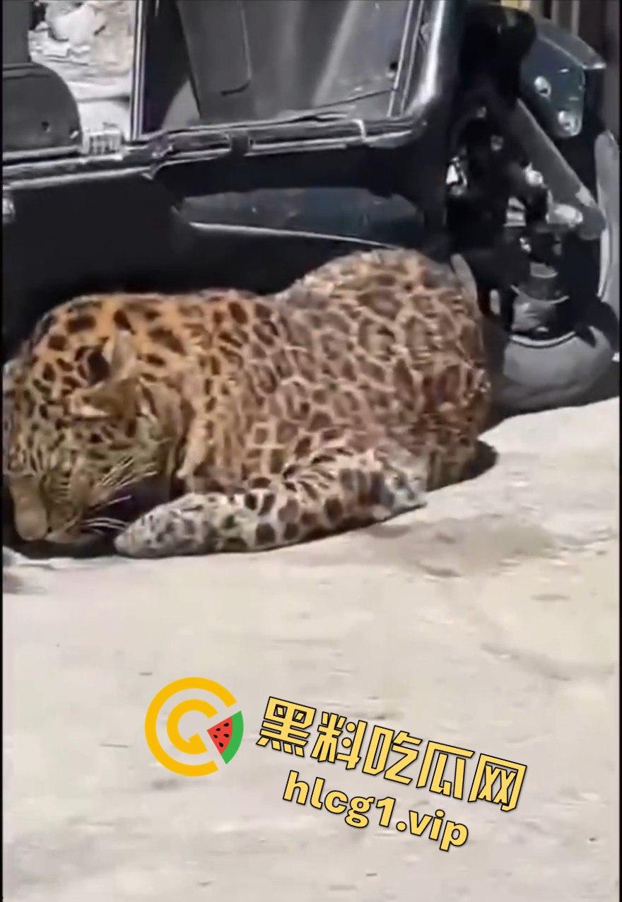 甘孜白玉县城惊现贵宾!金钱豹进城,周围居民直接呆住!-4