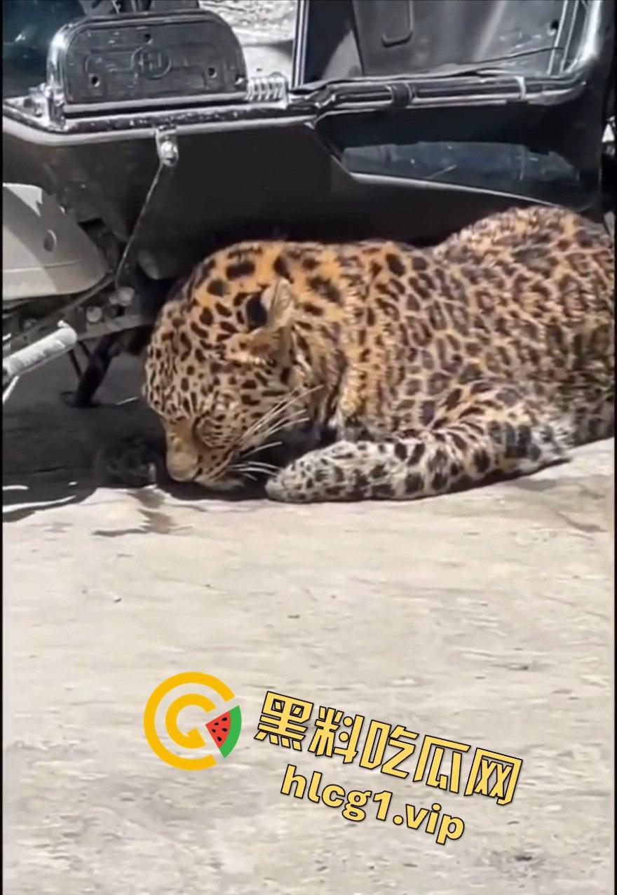 甘孜白玉县城惊现贵宾!金钱豹进城,周围居民直接呆住!-6