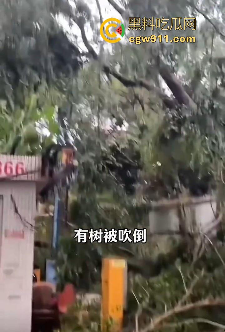 最强的超级台风【桦加沙】登陆阳江后的真实状况,到处都是被吹到的树玻璃,人类在大自然面前是多么渺小啊!-7