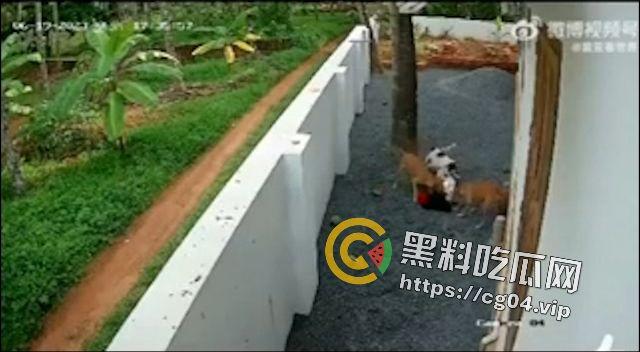 恶犬咬人！遛狗不牵绳 等于狗遛狗  狗首先是畜生 其次才是人类的朋友-7