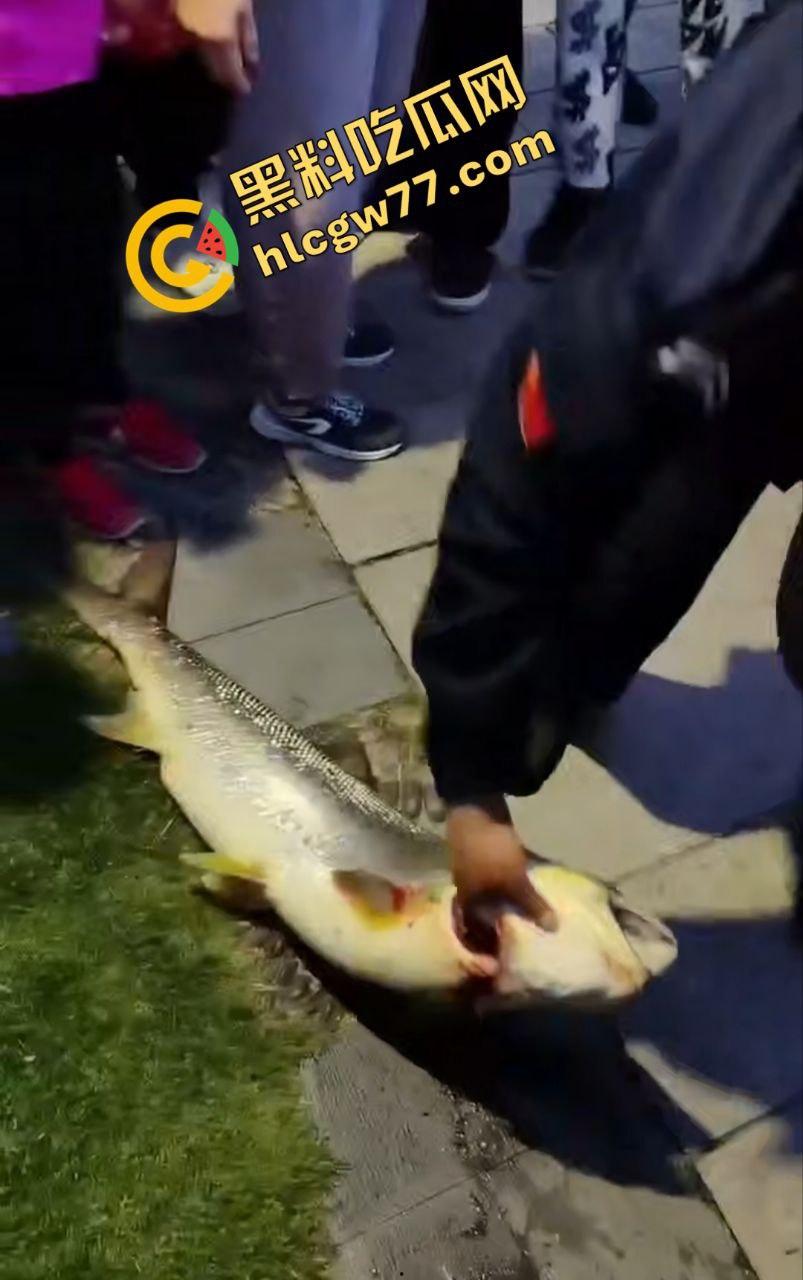 浙江宁波月湖公园惊爆变态大瓜,男子偷鱼用鱼嘴撸管,保安抓场逼放生!-3