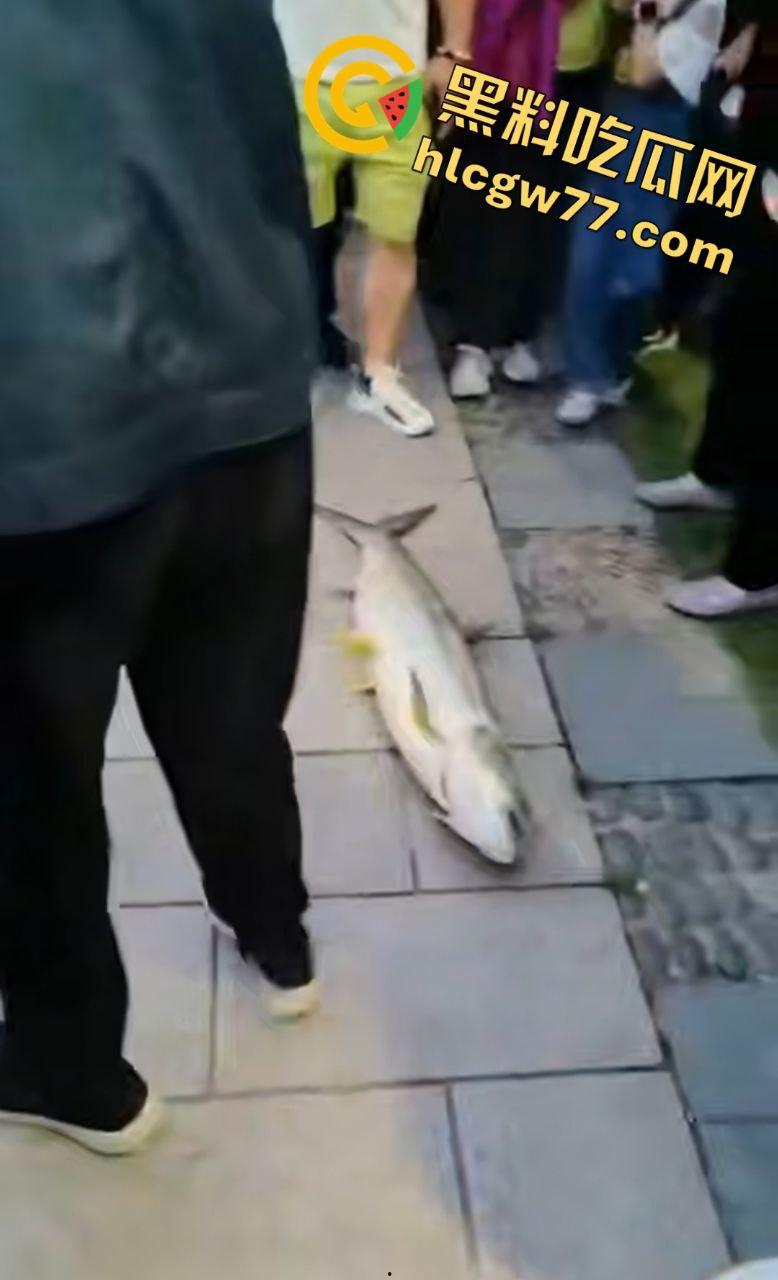 浙江宁波月湖公园惊爆变态大瓜,男子偷鱼用鱼嘴撸管,保安抓场逼放生!-5