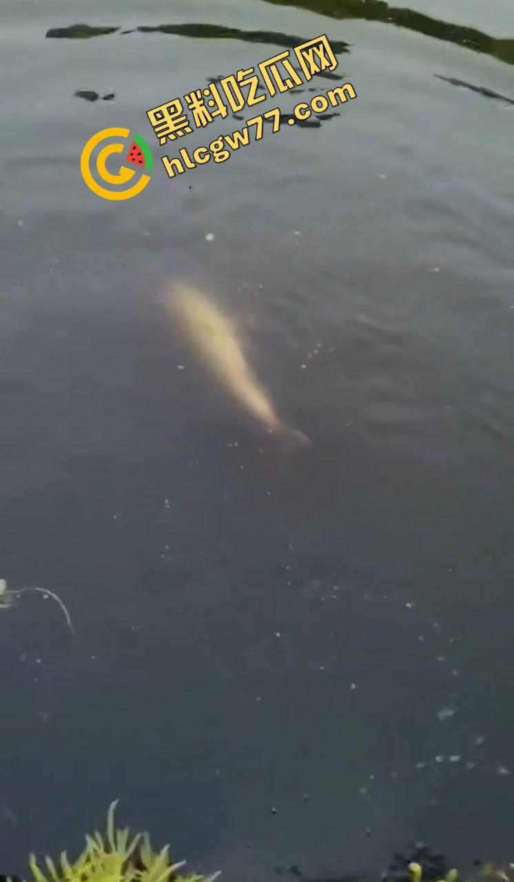 浙江宁波月湖公园惊爆变态大瓜,男子偷鱼用鱼嘴撸管,保安抓场逼放生!-7