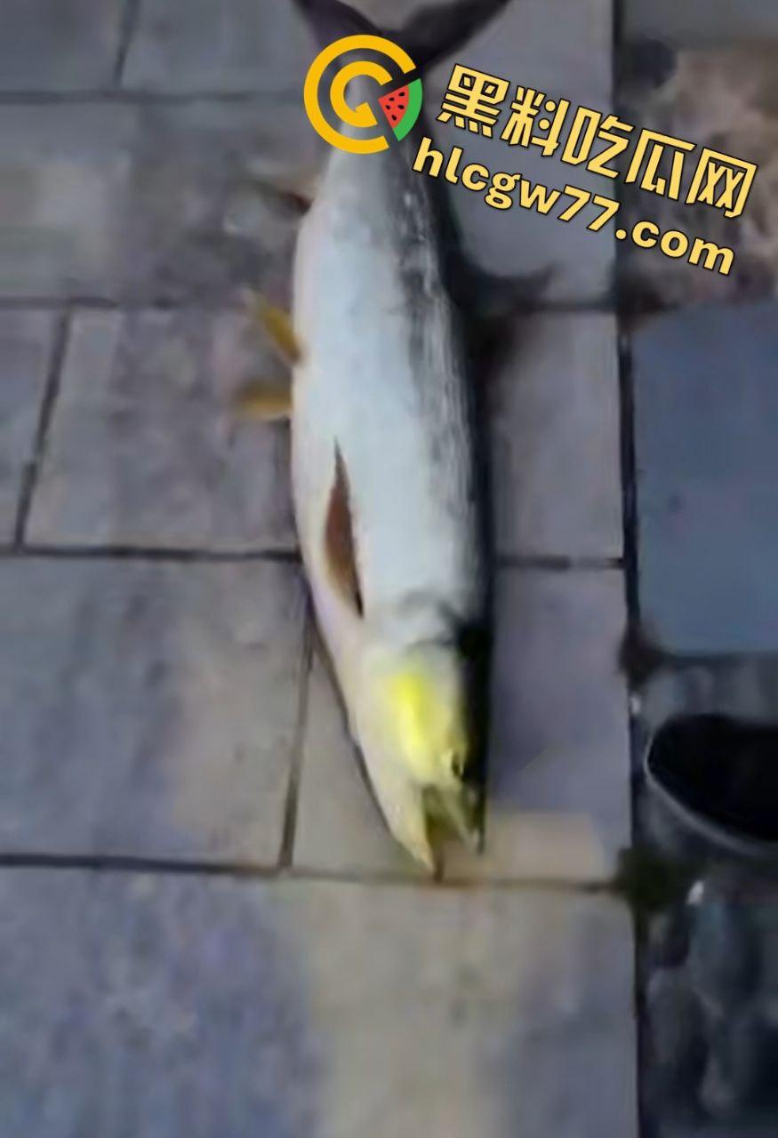 浙江宁波月湖公园惊爆变态大瓜,男子偷鱼用鱼嘴撸管,保安抓场逼放生!-8