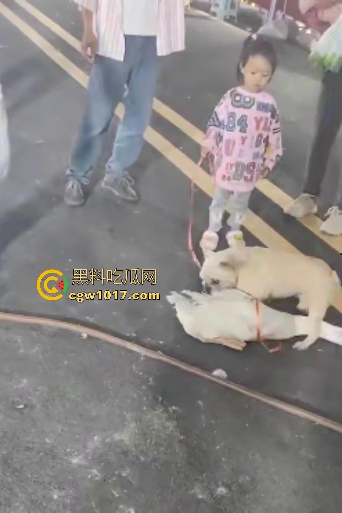 云南保山夜市法斗VS大鹅,狗子连咬两大鹅被主人扇巴掌,大鹅吓傻在原地趴窝,我宣布这法斗是动物界MMA传奇!-5