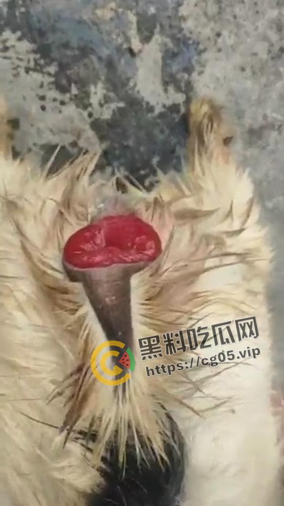 小公羊半夜爬进种羊舍 被二十多只种羊轮奸到脱肛 第二天还去 人搞男同见多了 第一次见男同羊-6