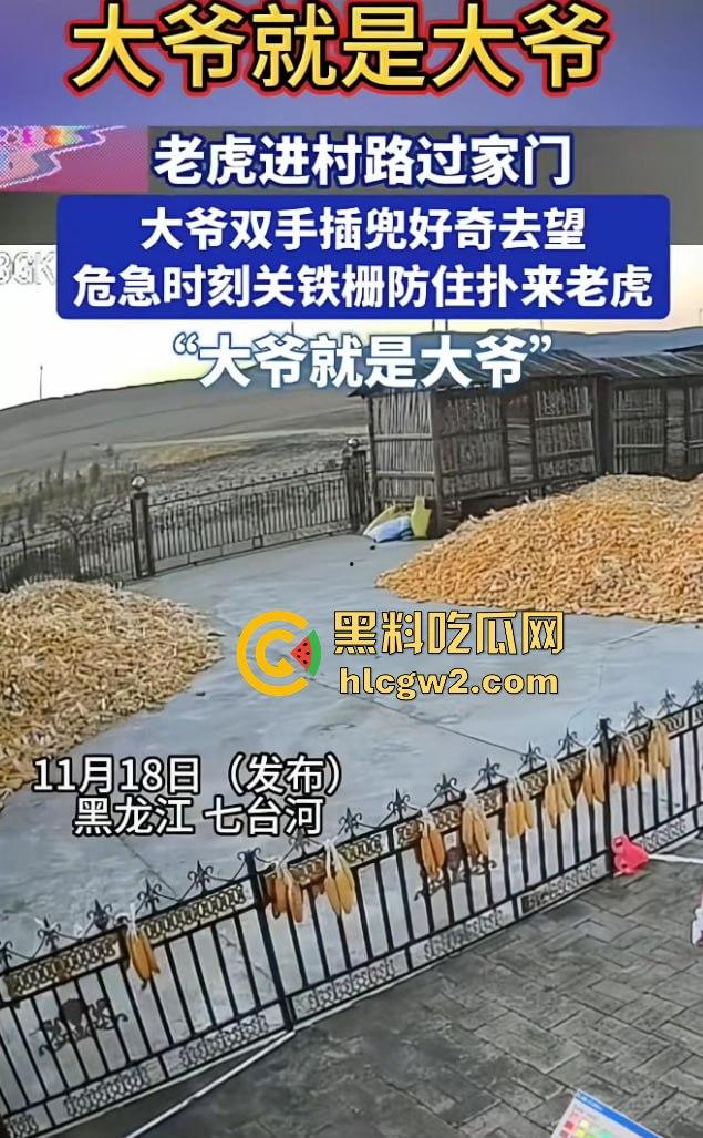 黑龙江勃利县长太村惊现野生东北虎入村 咬伤65岁大爷 大爷吃瓜看虎差点被虎吃 大爷还是大爷!-2