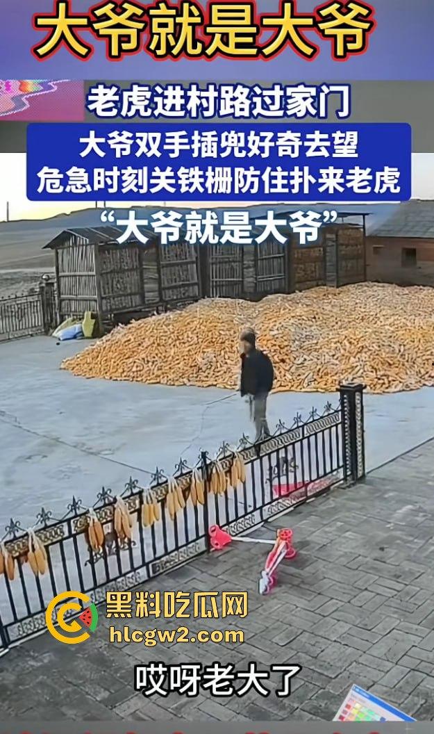 黑龙江勃利县长太村惊现野生东北虎入村 咬伤65岁大爷 大爷吃瓜看虎差点被虎吃 大爷还是大爷!-3