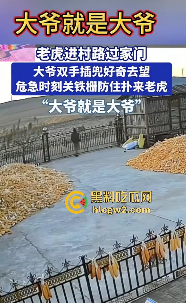 黑龙江勃利县长太村惊现野生东北虎入村 咬伤65岁大爷 大爷吃瓜看虎差点被虎吃 大爷还是大爷!-4