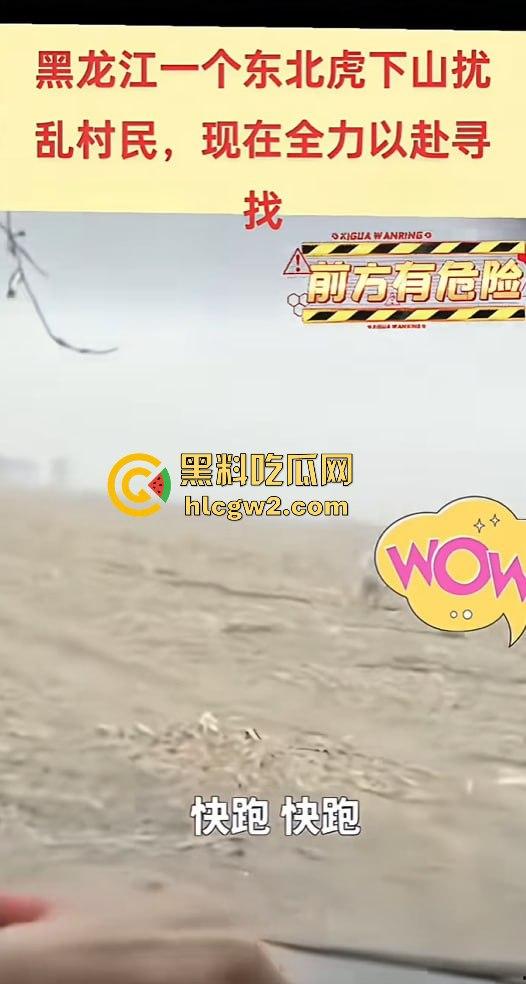 黑龙江勃利县长太村惊现野生东北虎入村 咬伤65岁大爷 大爷吃瓜看虎差点被虎吃 大爷还是大爷!-5