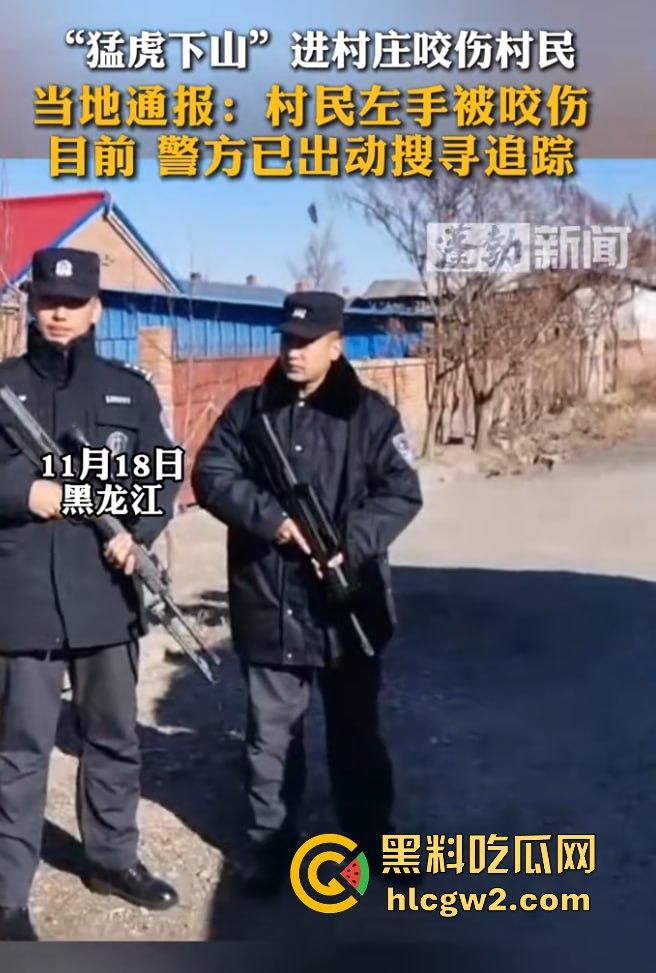 黑龙江勃利县长太村惊现野生东北虎入村 咬伤65岁大爷 大爷吃瓜看虎差点被虎吃 大爷还是大爷!-7