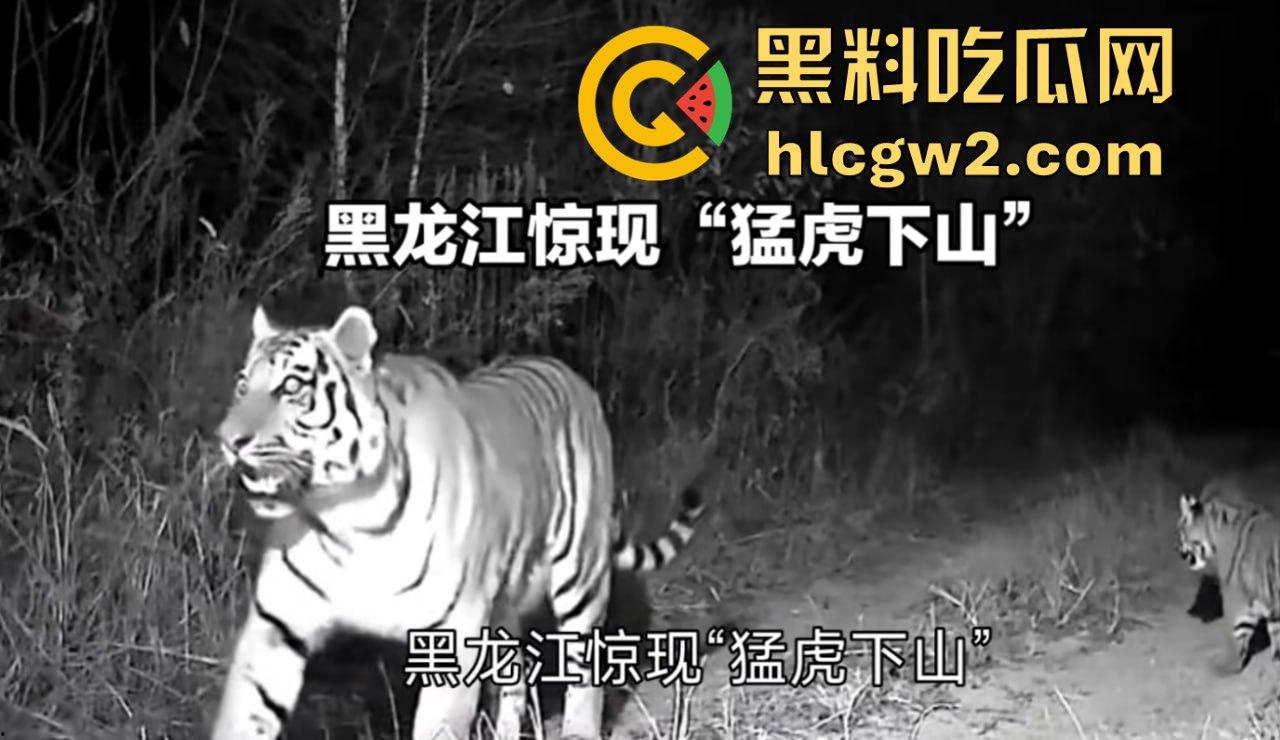 黑龙江勃利县长太村惊现野生东北虎入村 咬伤65岁大爷 大爷吃瓜看虎差点被虎吃 大爷还是大爷!-10