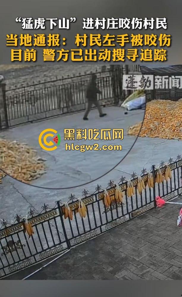 黑龙江勃利县长太村惊现野生东北虎入村 咬伤65岁大爷 大爷吃瓜看虎差点被虎吃 大爷还是大爷!-11