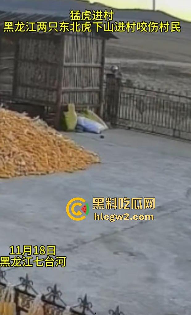 黑龙江勃利县长太村惊现野生东北虎入村 咬伤65岁大爷 大爷吃瓜看虎差点被虎吃 大爷还是大爷!-12