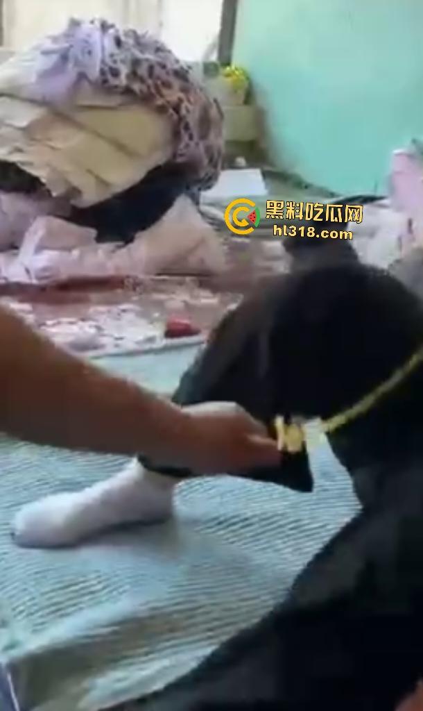 大爷大妈挑战虐逼游戏!大爷用超长皮筋狂蹦大妈骚逼,十下高潮迭起,差点就把裤子浸湿了!-6